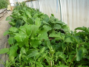 vegetables growing