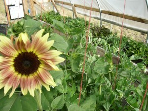 Inside of Greenhouse