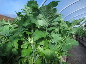 Rapini growing in greenhouse