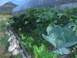 Potatoes growing in garden