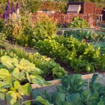 Vegetable Garden